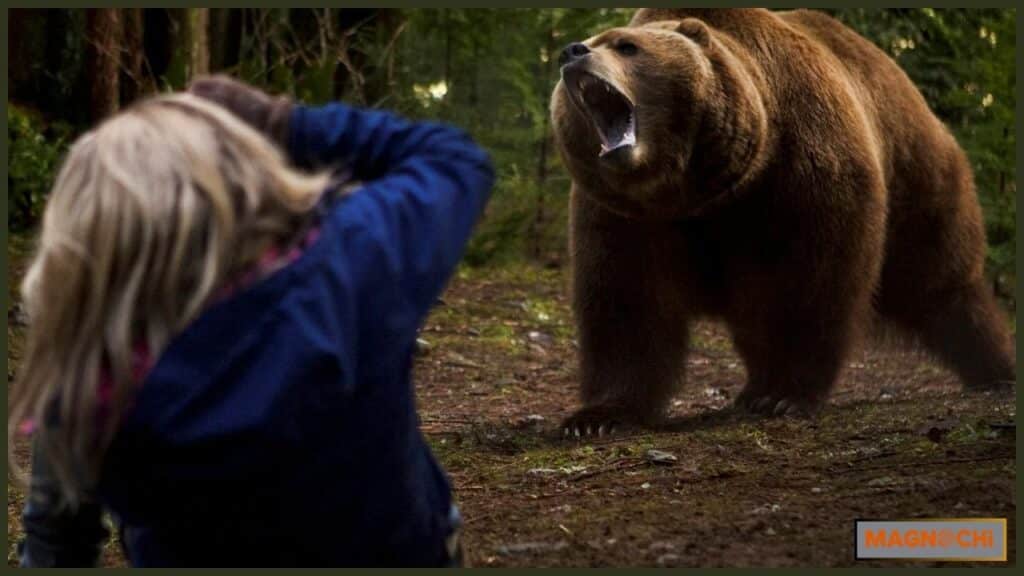 Do Grizzly Bears Attack Humans?