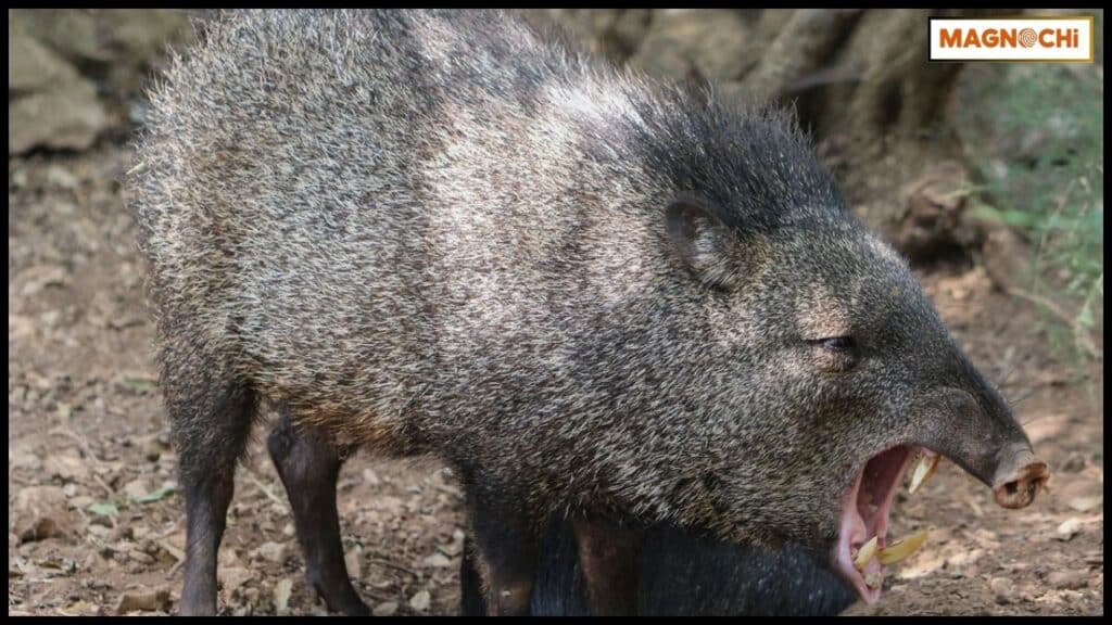 Will Javelinas Attack Humans? The Real Facts
