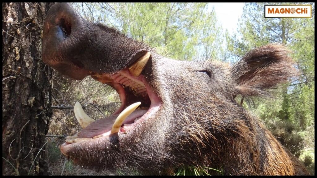 Will Javelinas Attack Humans? The Real Facts
