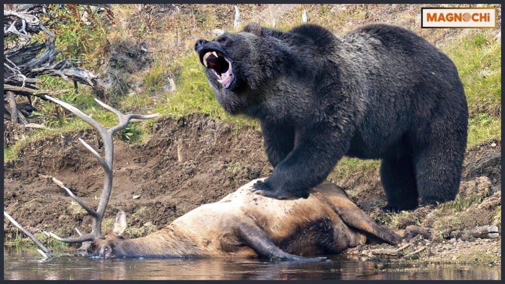 Do Black Bears Attack Humans? The Shocking Reality!
