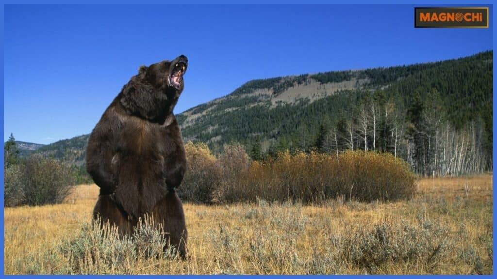 Do Black Bears Attack Humans?