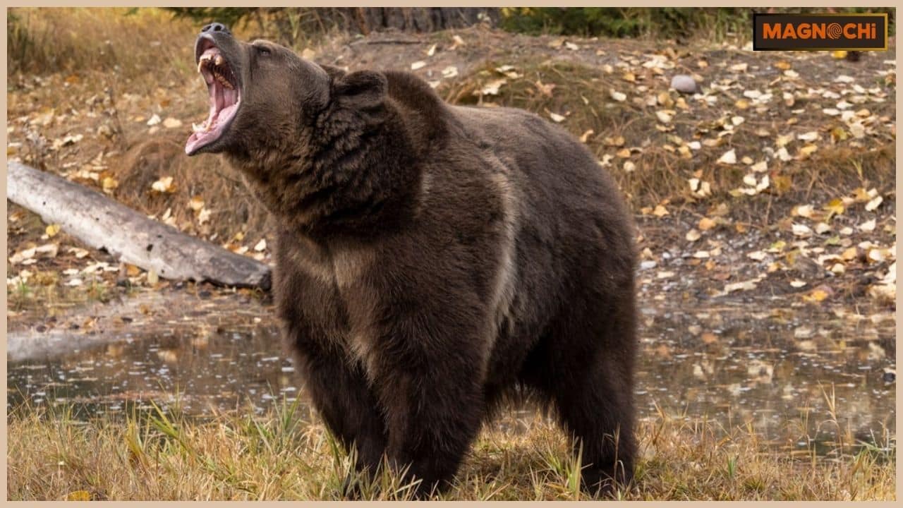 Do Black Bears Attack Humans? The Shocking Reality!