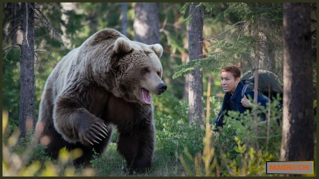 Do Brown Bears Attack Humans