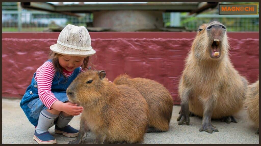 Do Capybaras Attack Humans?