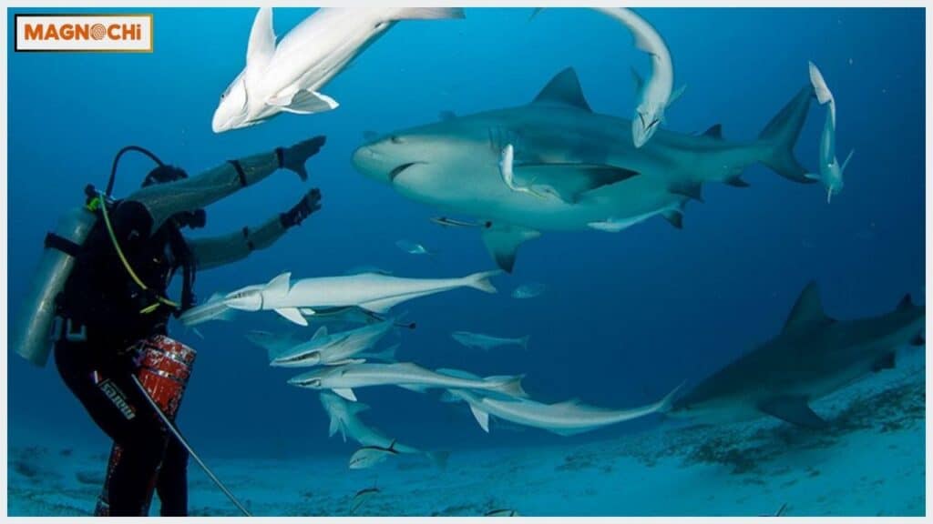 Do Hammerheads Attack Humans?