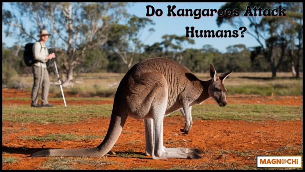 Do Kangaroos Attack Humans?