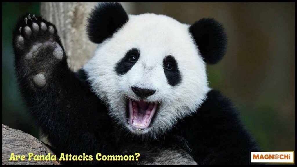 Do Pandas Attack Humans 