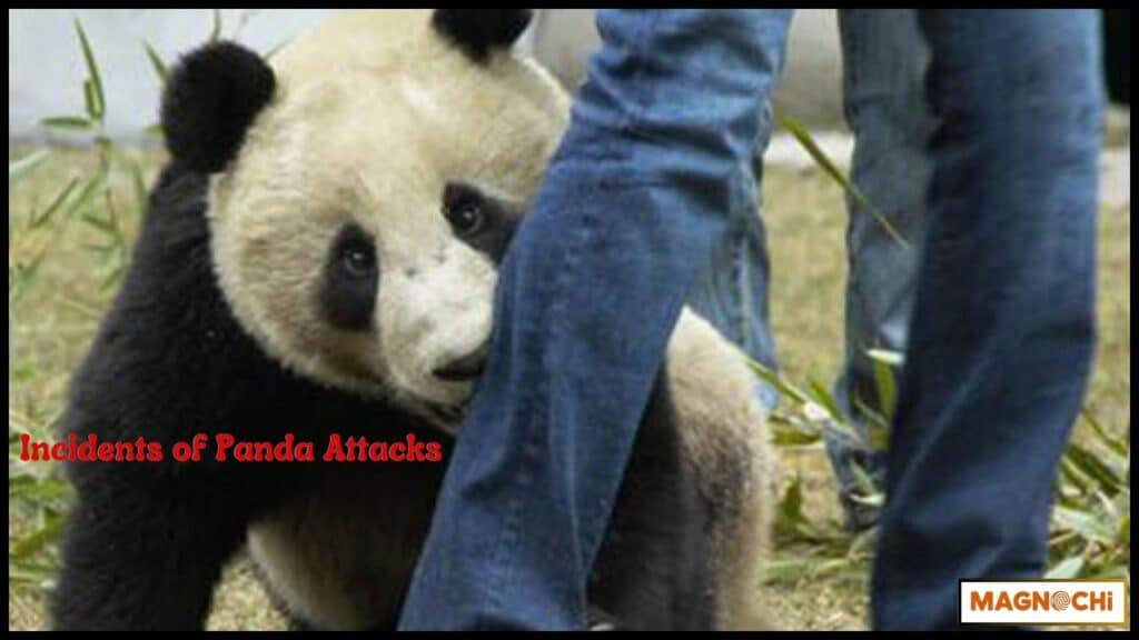 Do Pandas Attack Humans 