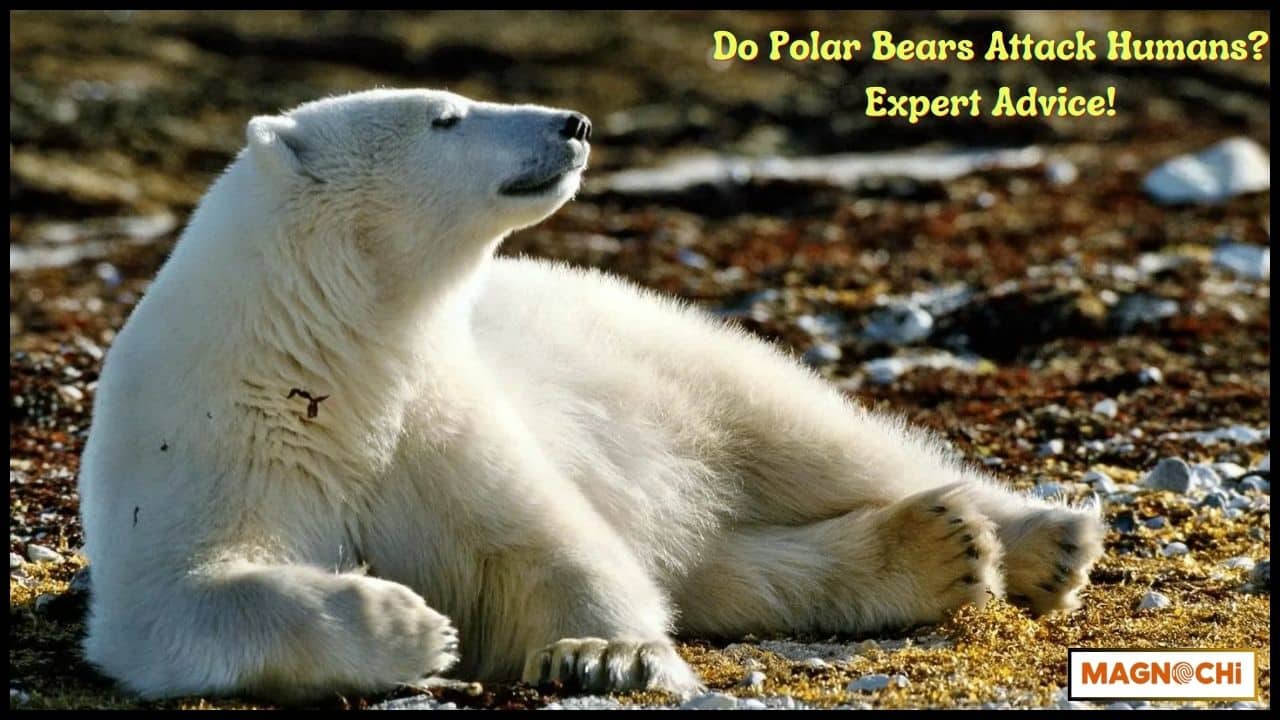 Do Polar Bears Attack Humans? Expert Advice!