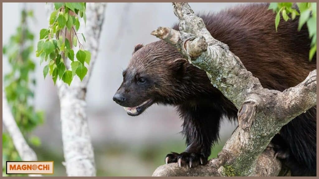 Do Wolverines Attack Humans?