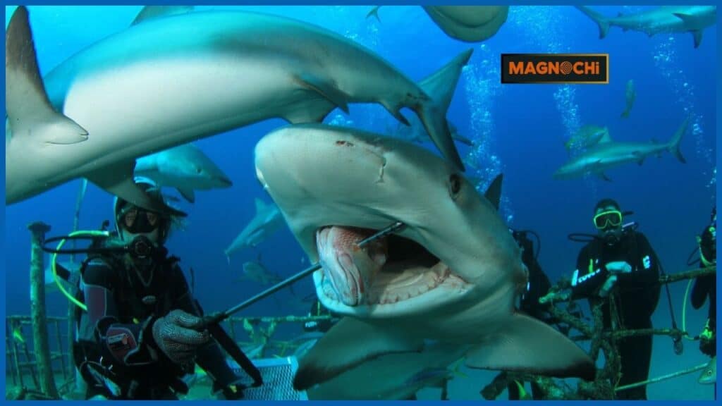 Do Hammerheads Attack Humans?