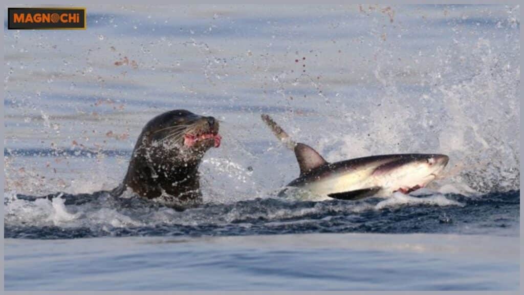 Do Leopard Seals Attack Humans?