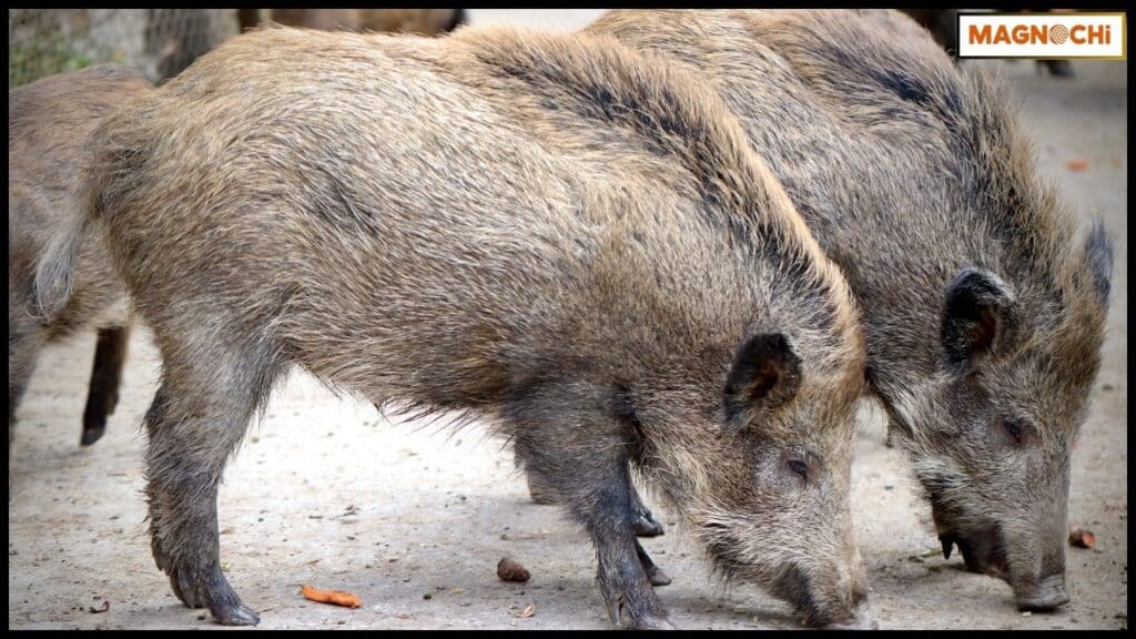 Will Javelinas Attack Humans? The Real Facts
