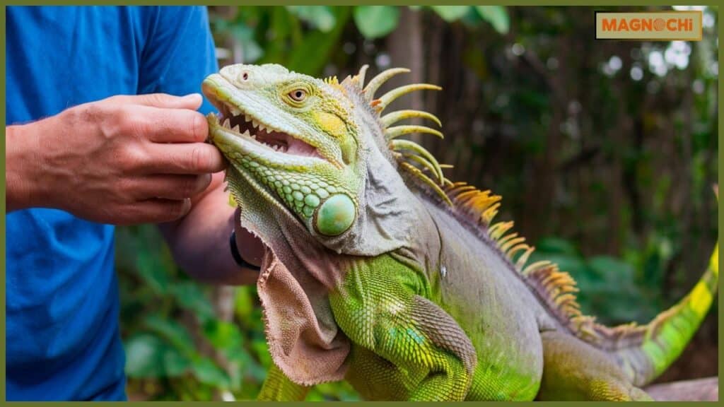 Do Iguanas Attack Humans?