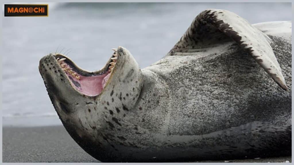 Do Leopard Seals Attack Humans?