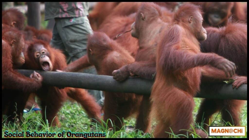 Do Orangutans Attack Humans? 