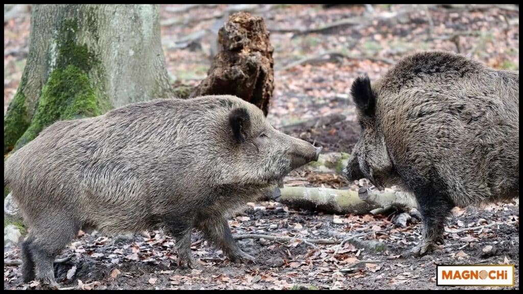 Will Javelinas Attack Humans? The Real Facts
