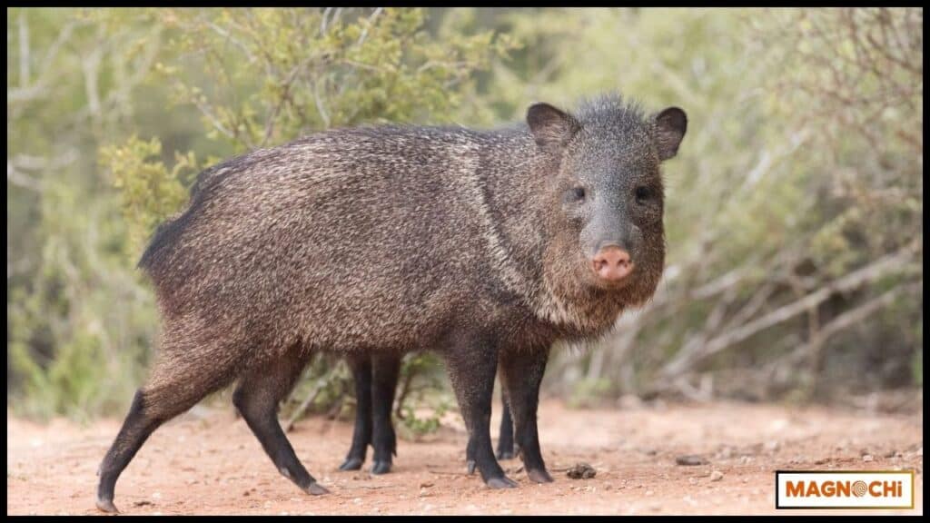 Will Javelinas Attack Humans? The Real Facts
