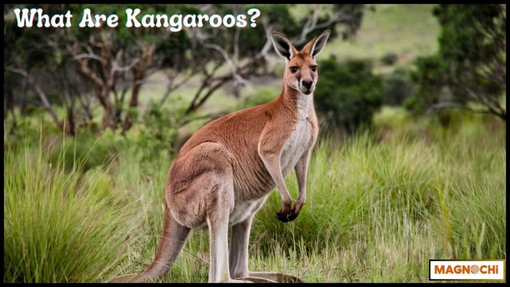 Are Kangaroos Dangerous to Humans?