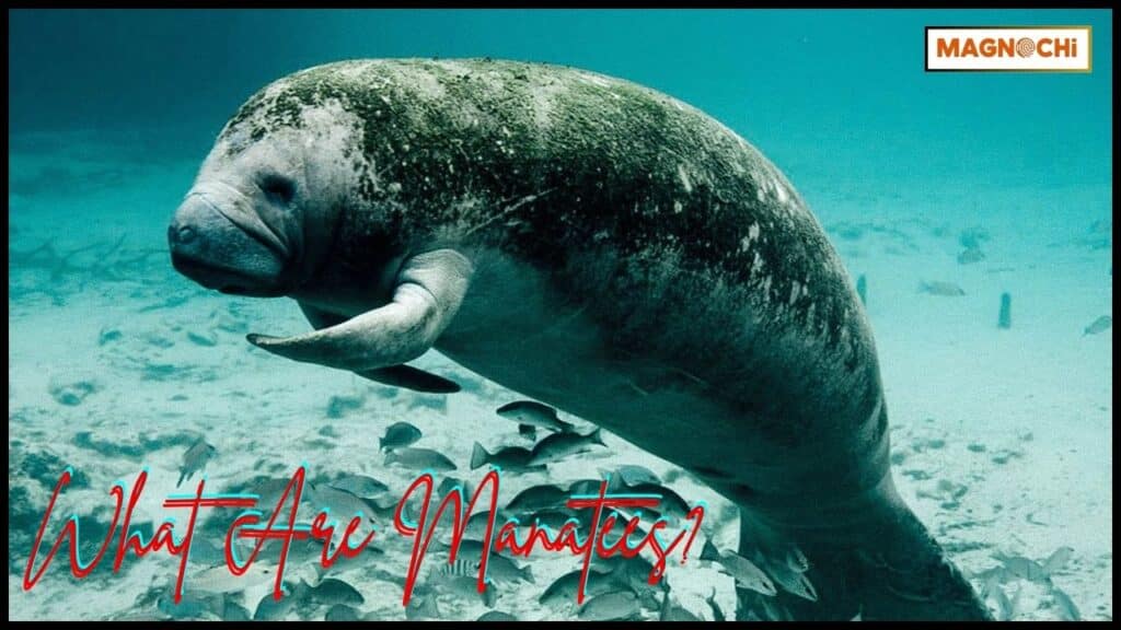 Do Manatees Attack Humans? Surprising Encounters!