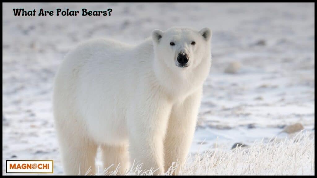 Do Polar Bears Attack Humans?