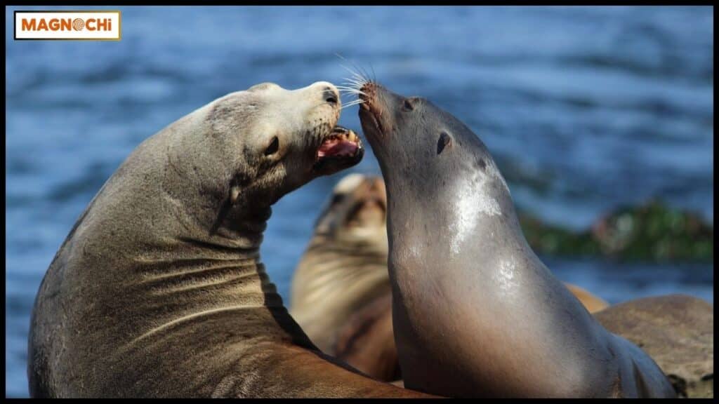 Do Sea Lions Attack Humans?