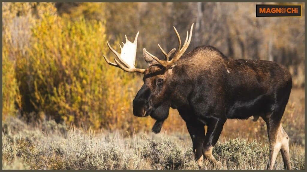 Do Moose Attack Humans? Understanding the Potential Risks