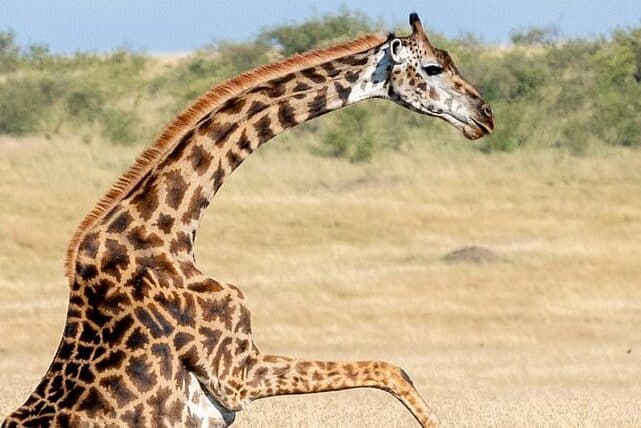 Do Giraffes Attack Humans? 