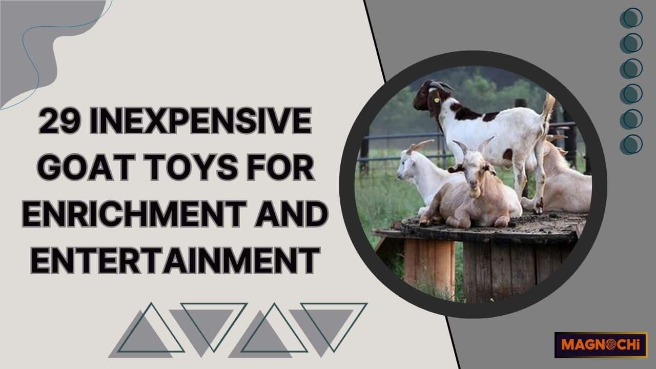 29 Inexpensive Goat Toys For Enrichment And Entertainment