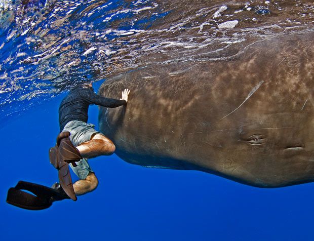 Do Sperm Whales Attack Humans?