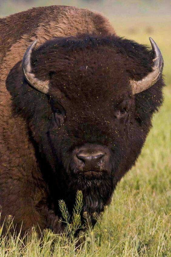 Do Bison Attack Humans?