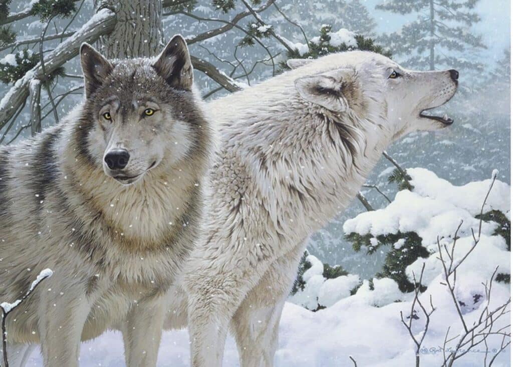 Do Grey Wolves Attack Humans?