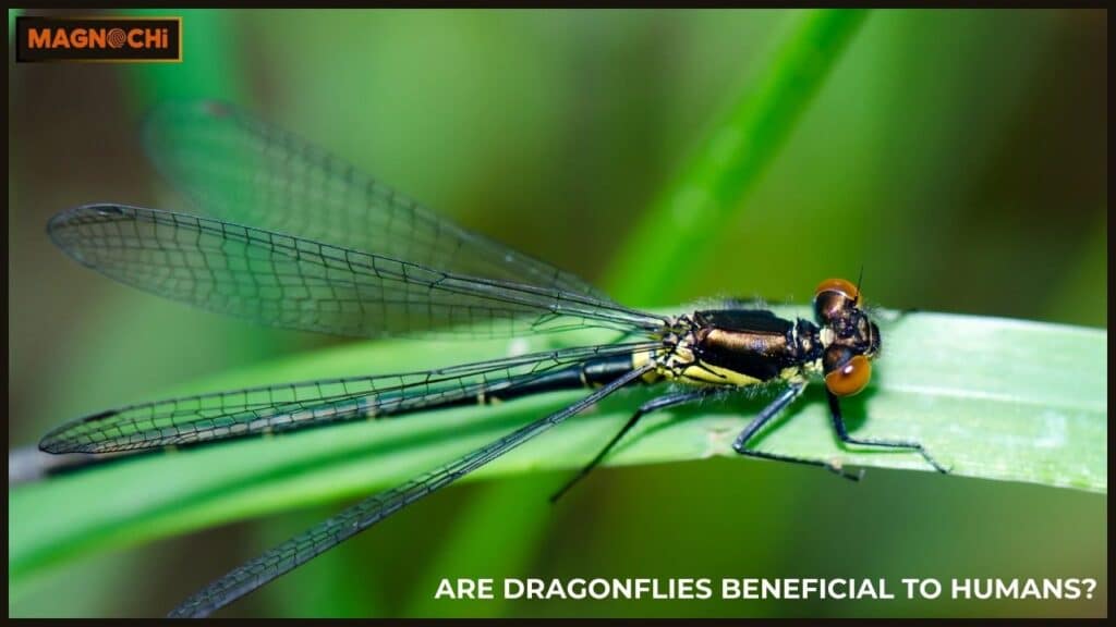 Are Dragonflies Beneficial to Humans?