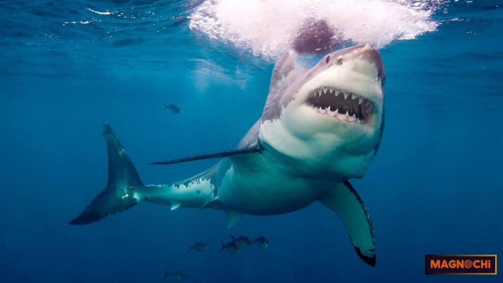 Do Mako Sharks Attack Humans?