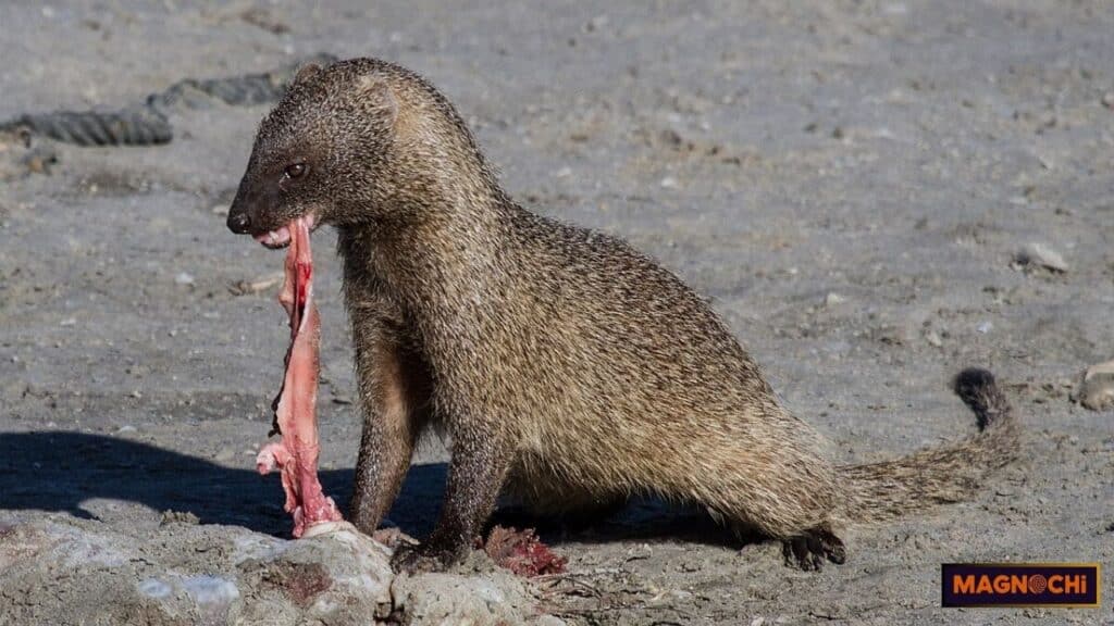 are mongoose dangerous