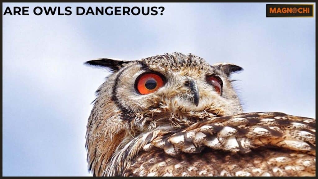 Are Owls Dangerous?