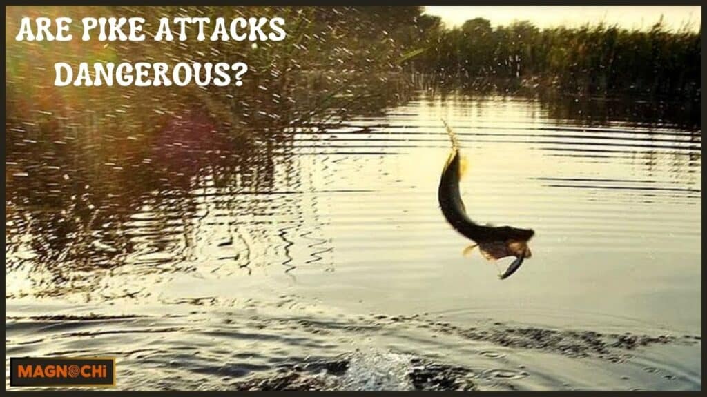 Are Pike Attacks Dangerous?