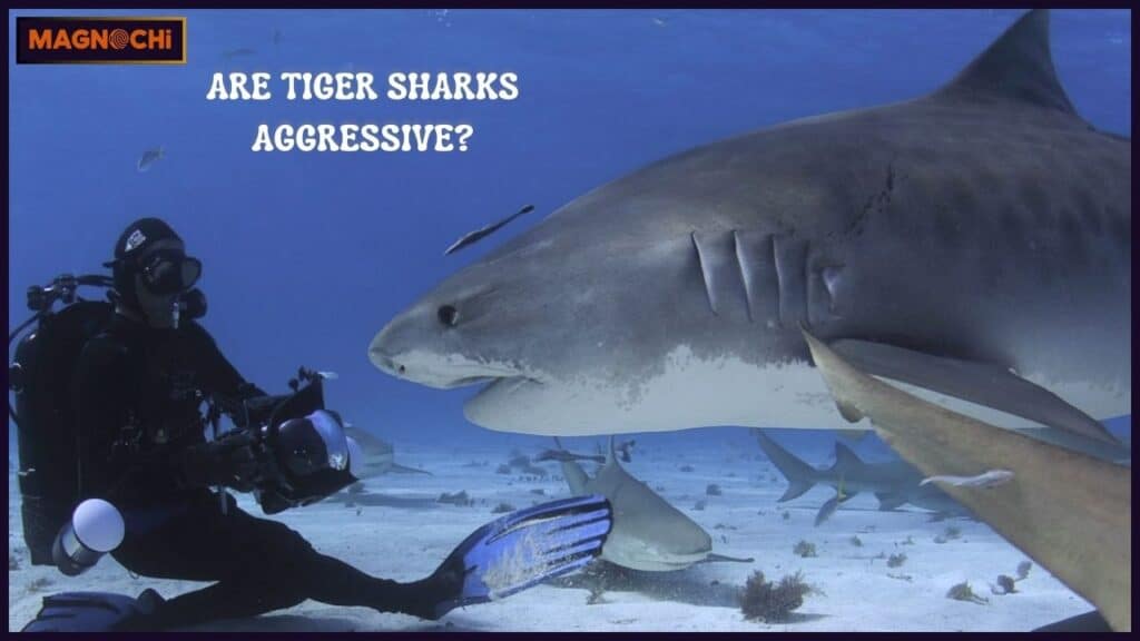 Are Tiger Sharks Aggressive?