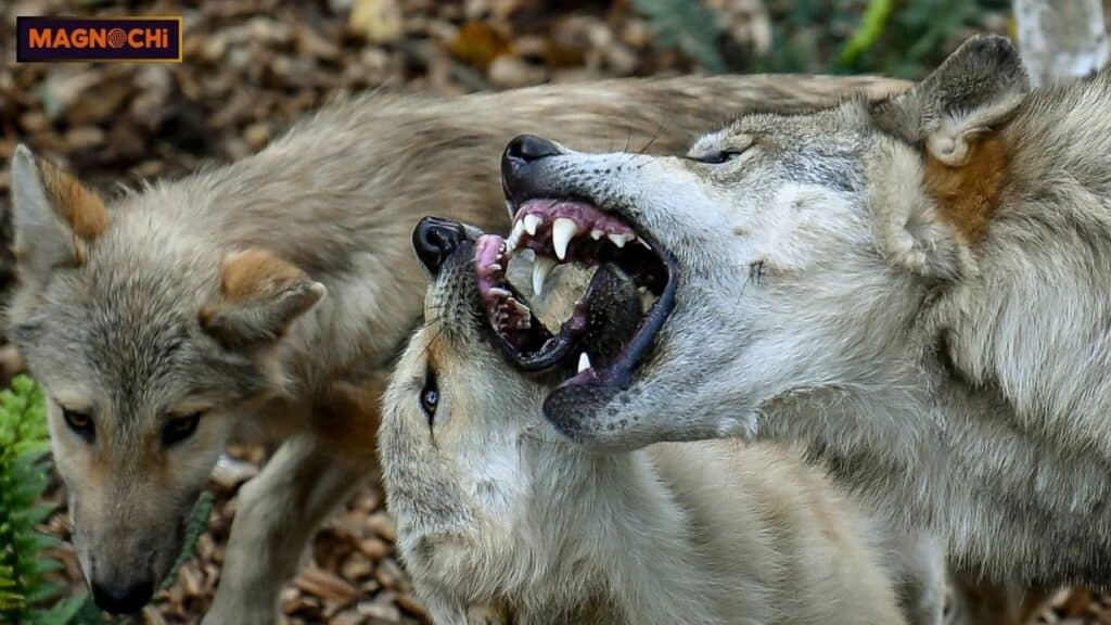 Are Wolves Dangerous to Humans