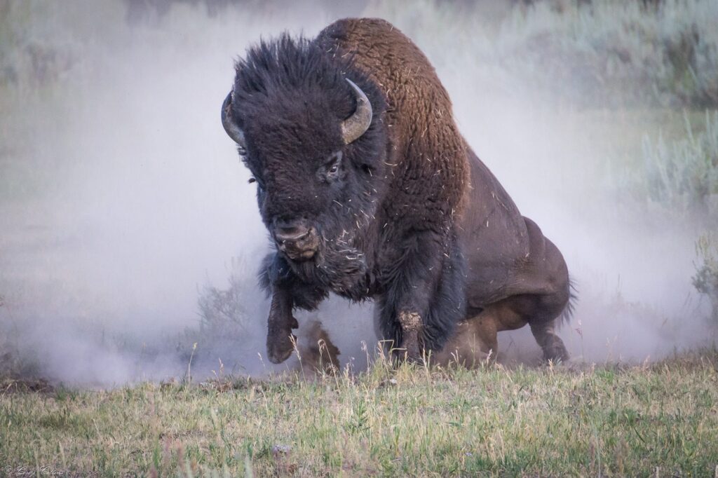 Do Bison Attack Humans?