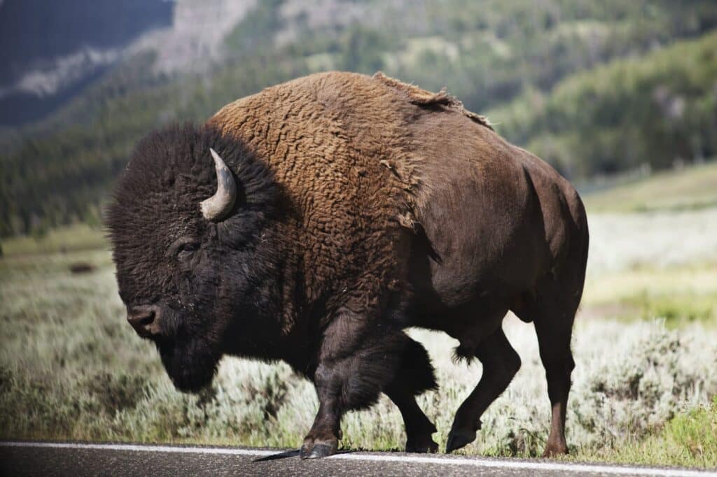 Do Bison Attack Humans?