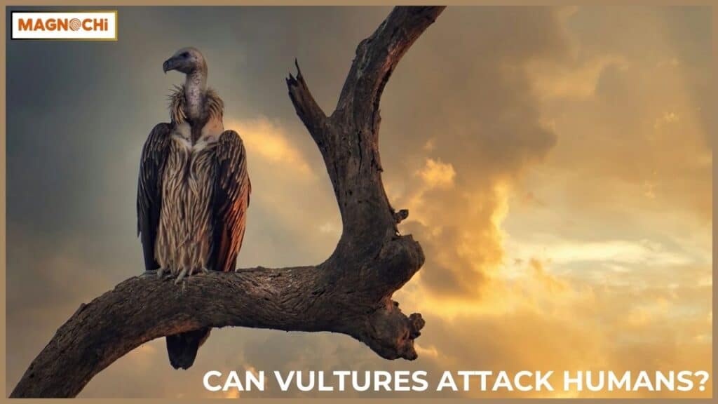 Will Vultures Attack Humans?