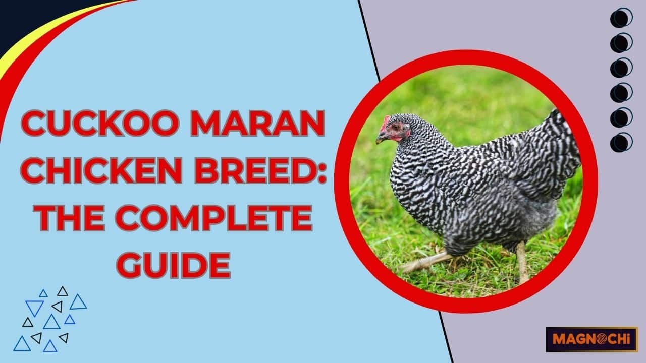 Cuckoo Maran Chicken Breed