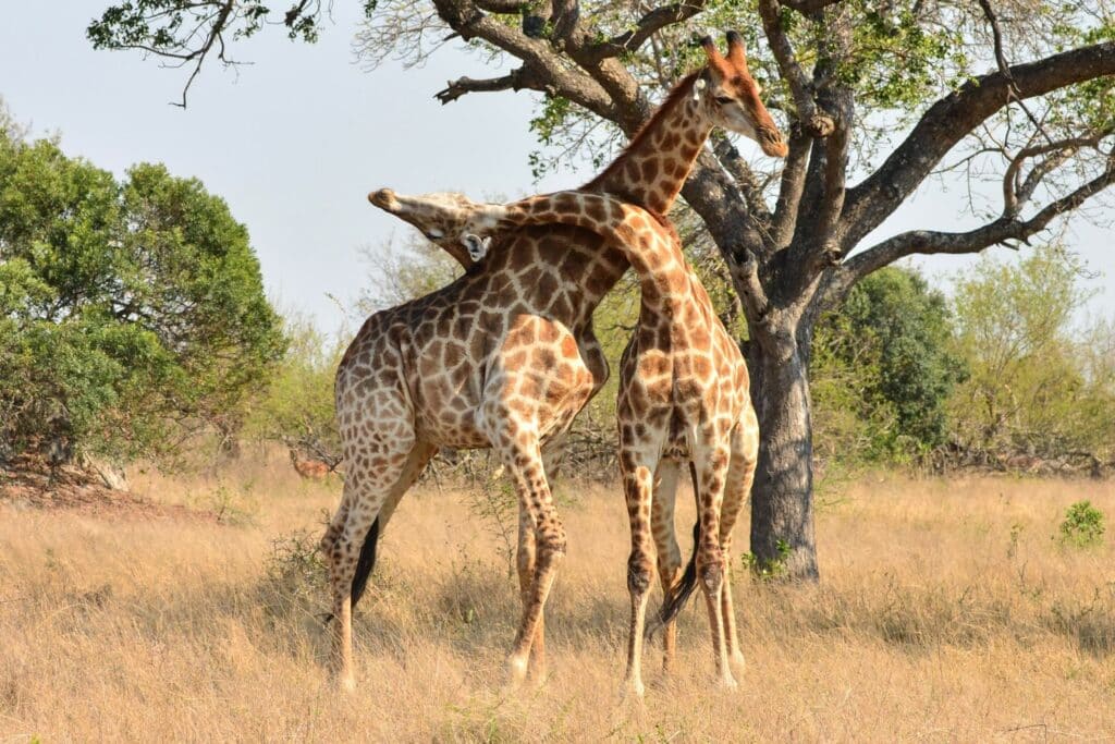 Do Giraffes Attack Humans? 