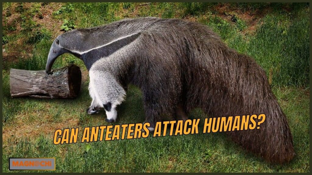 Do Anteaters Attack Humans?