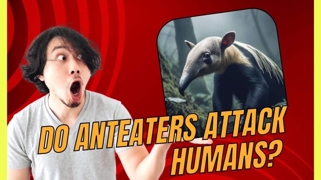 Do Anteaters Attack Humans? Here's What You Need to Know