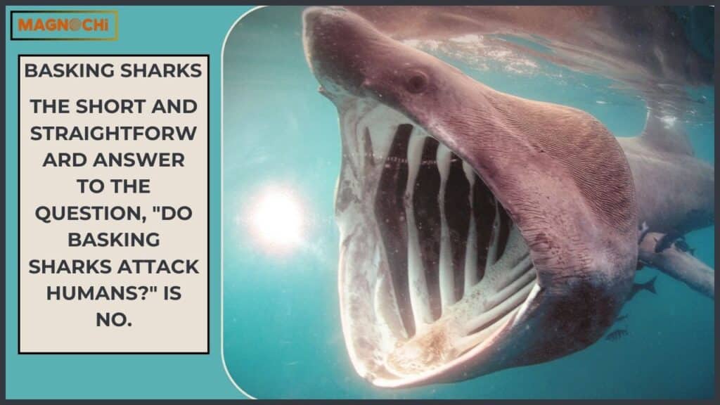 Do Basking Sharks Attack Humans?