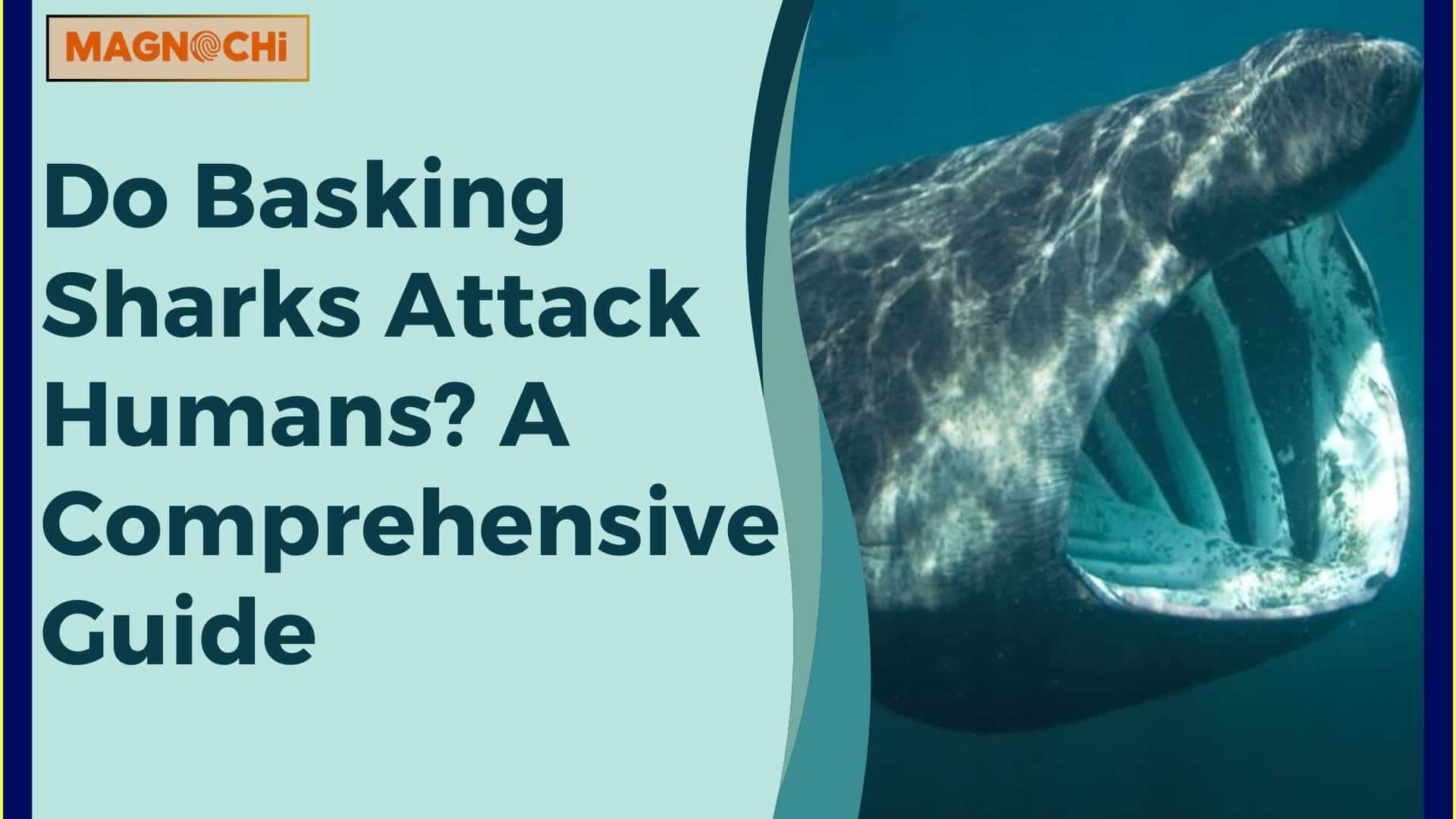 Do Basking Sharks Attack Humans? A Comprehensive Guide