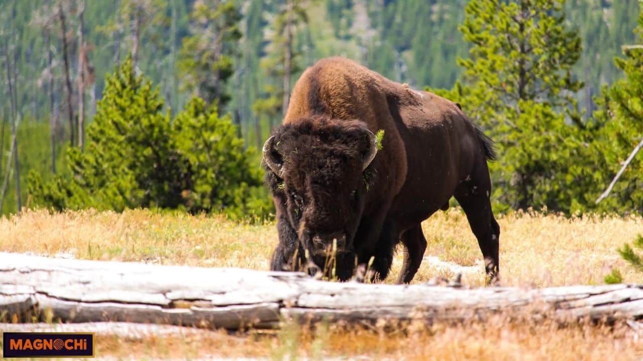 Do Bison Attack Humans? What You Need to Know