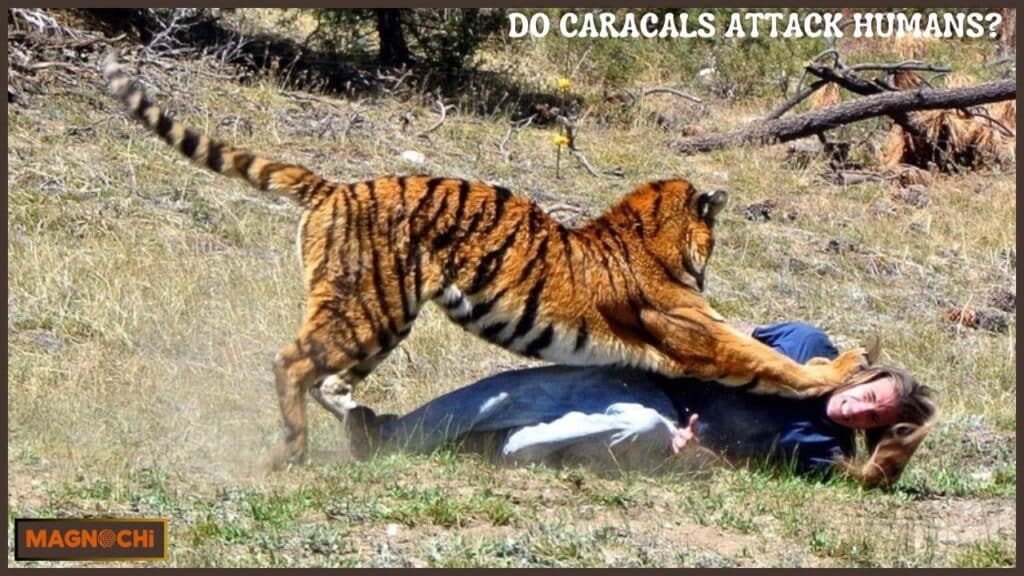 Do Caracals Attack Humans?